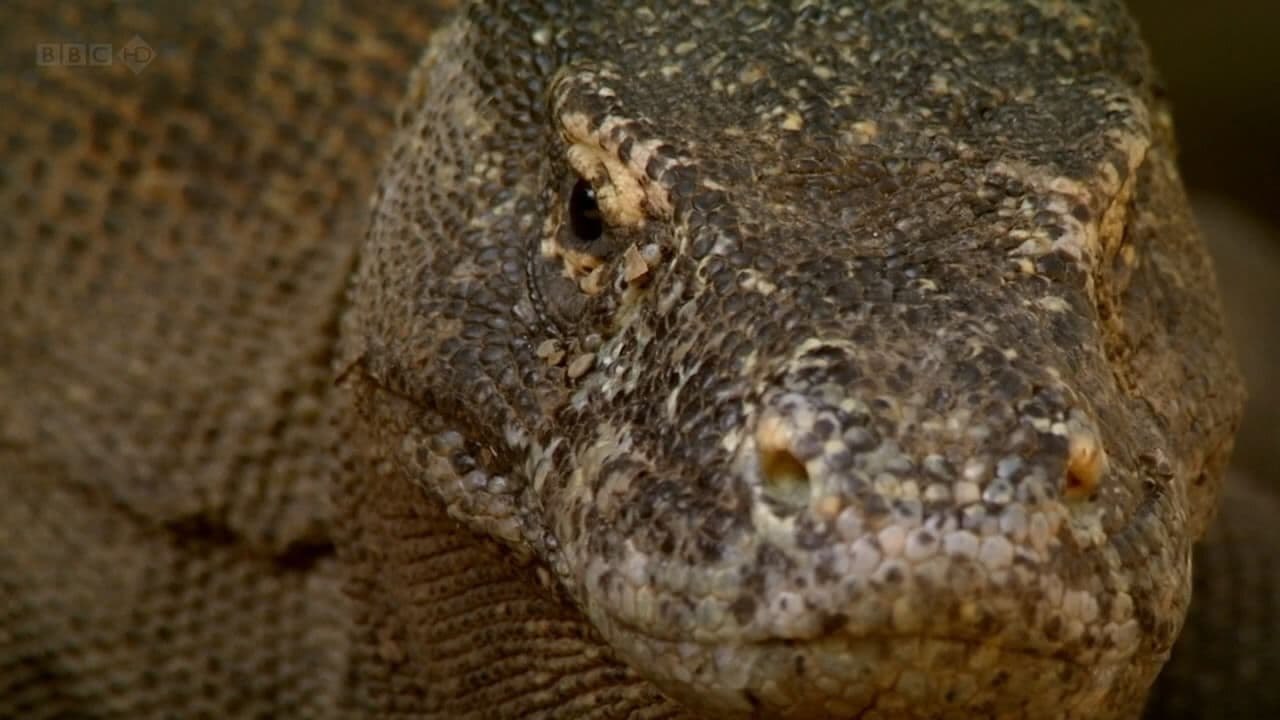 The Natural World--Komodo: The Deadly Bite backdrop