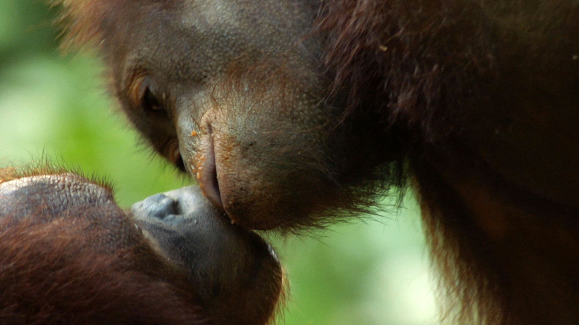 Equator from the Air backdrop